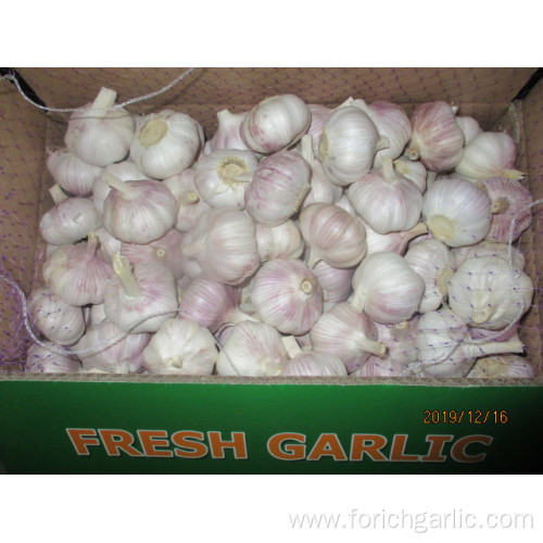 Normal White Garlic New Crop 2019